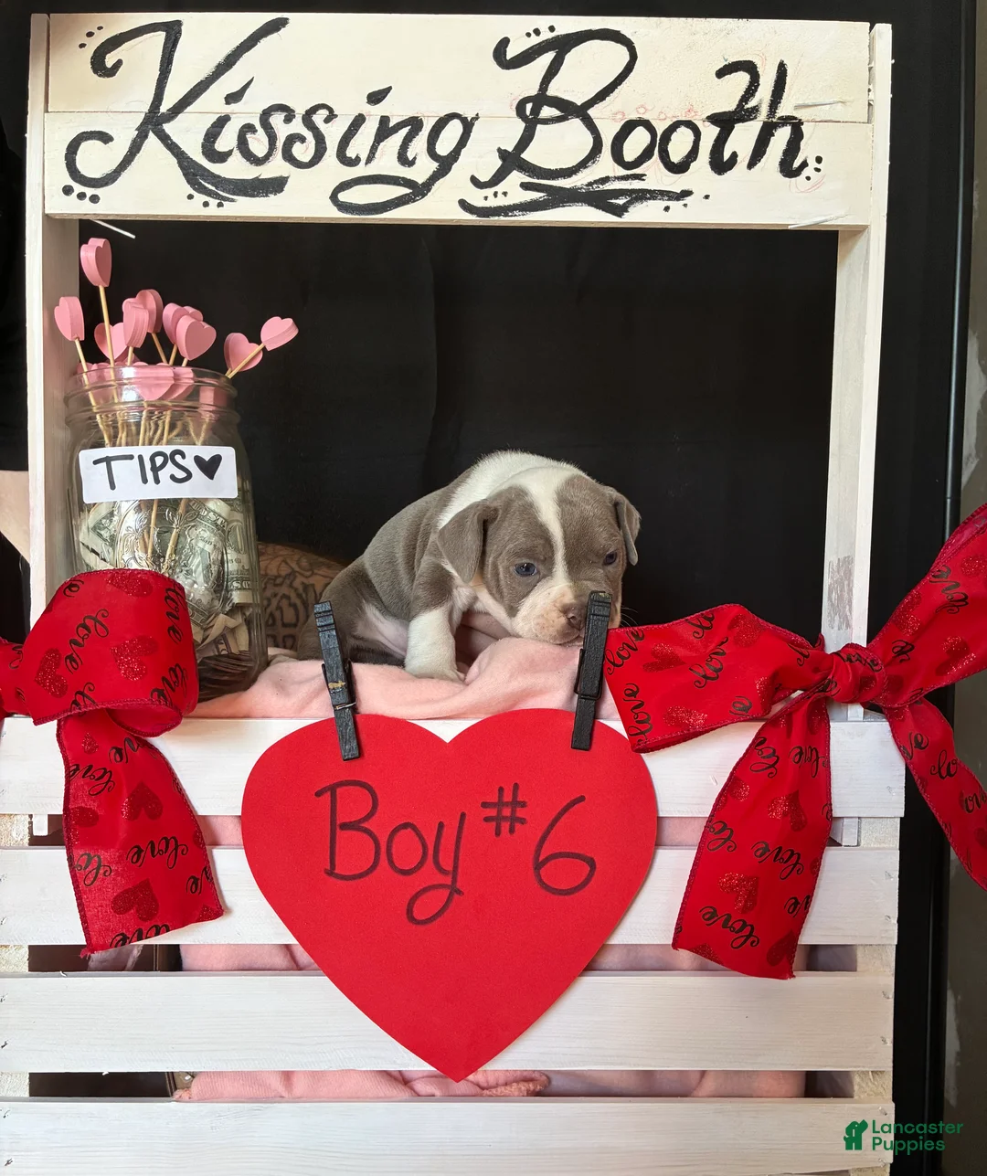 Olde English Bulldogge dogs for sale: Olde English Bulldogge Puppy 6 - Ad 10