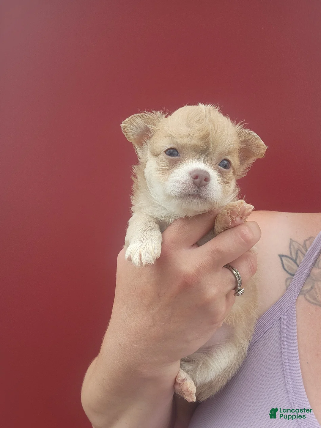 Chihuahua dogs for sale: Rowan - Ad 1