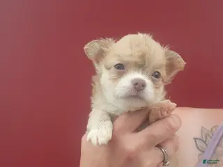 Chihuahua dogs Rowan - Ad 17