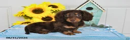Miniature Dachshund dogs for sale: Dozer - Ad 1
