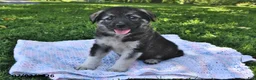 Mixed Breed dogs for sale: Brooke - Ad 1