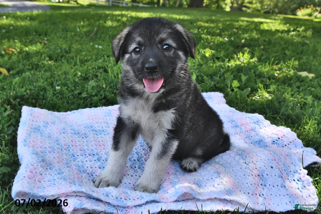 Mixed Breed dogs for sale: Brooke - Ad 1