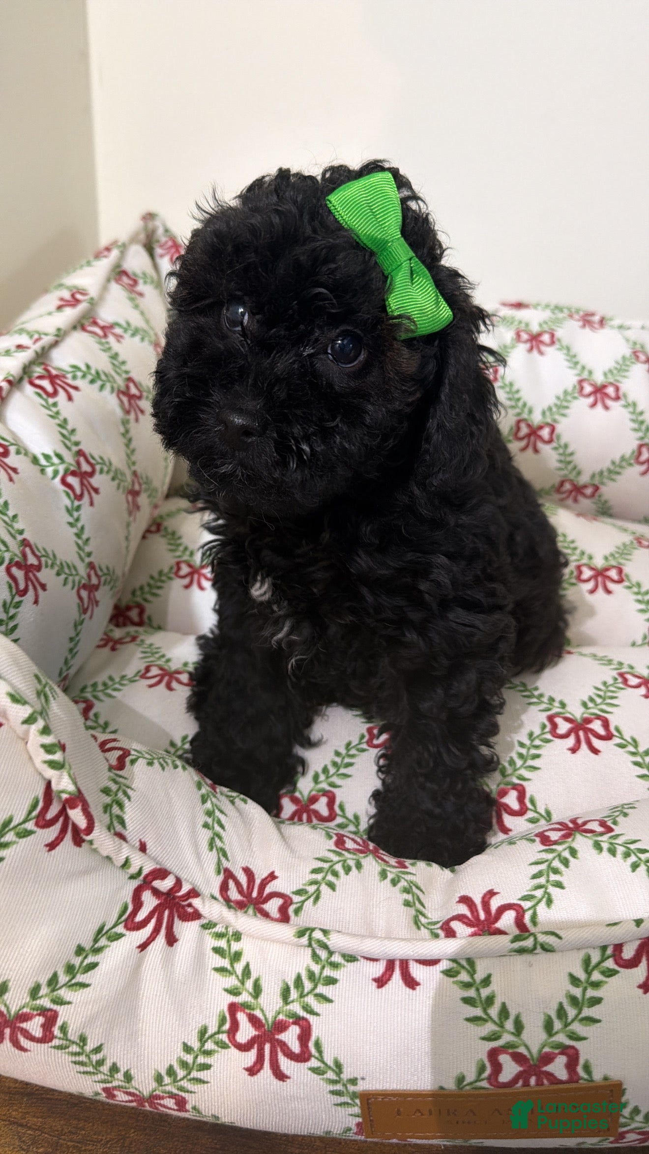 Maltipoo dogs Luna  - Ad 10