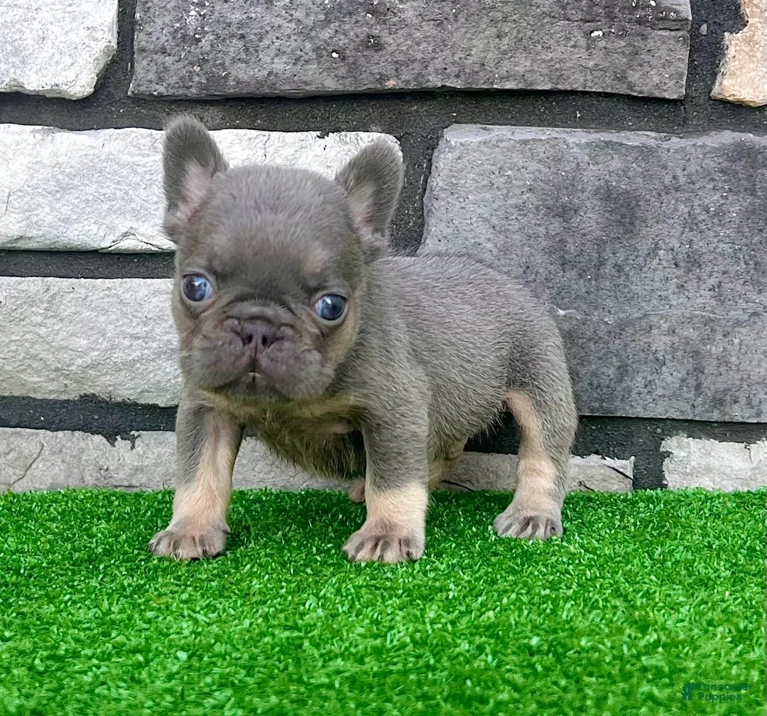 French Bulldog dogs for sale: Alex - Ad 6