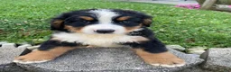 Bernese Mountain Dog dogs for sale: Milo - Ad 12