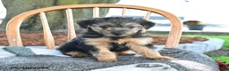 Yorkshire Terrier dogs for sale: Muffin - Ad 2