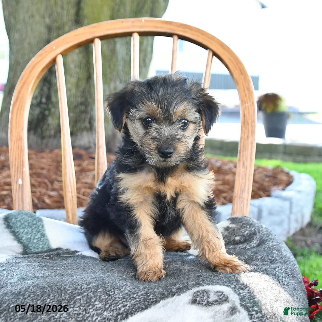 Yorkshire Terrier dogs for sale: Muffin - Ad 2