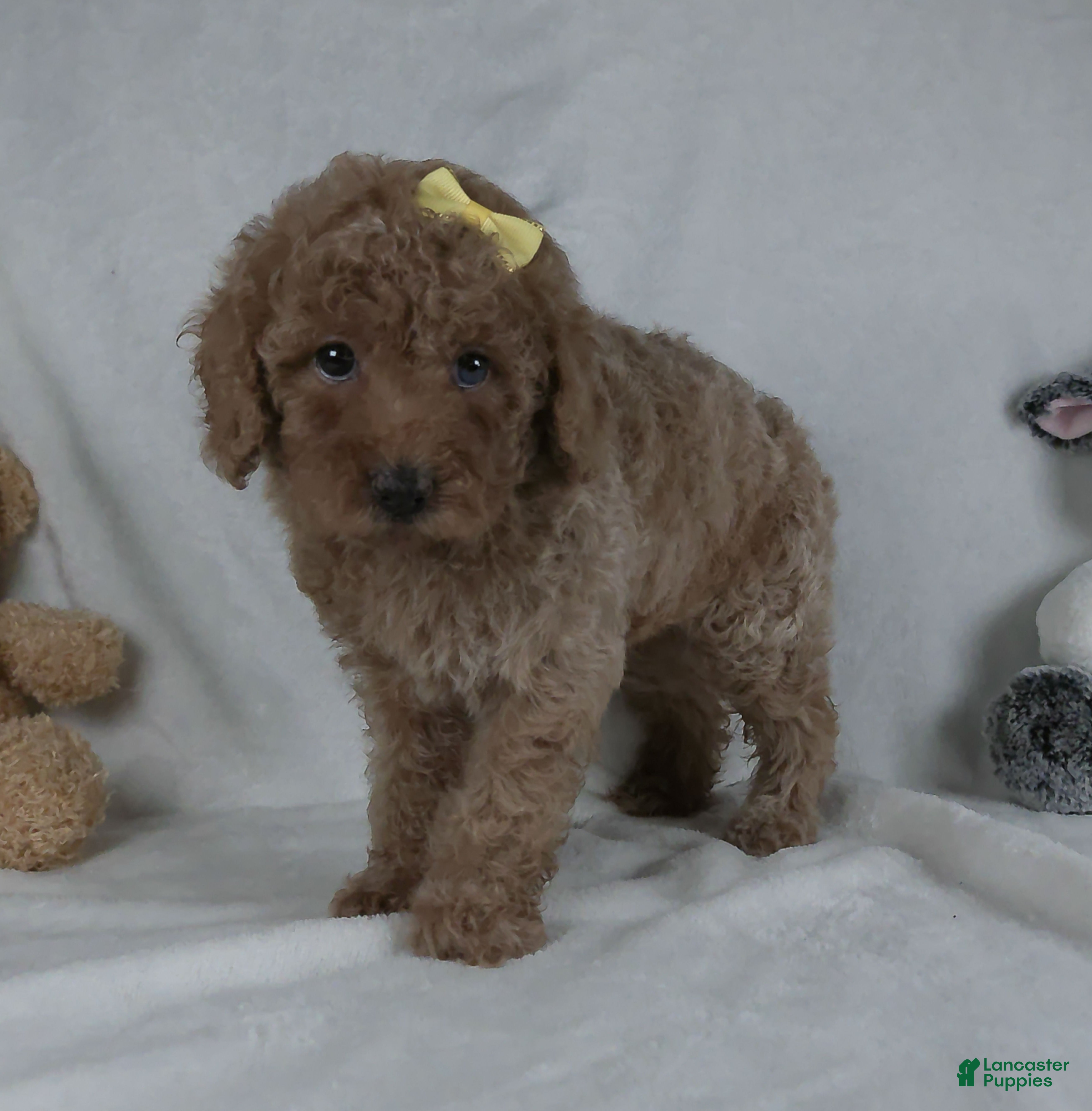 Miniature Poodle dogs Jenna - Ad 2