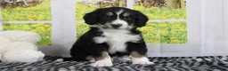 Mini Bernedoodle dogs for sale: Reese - Ad 4