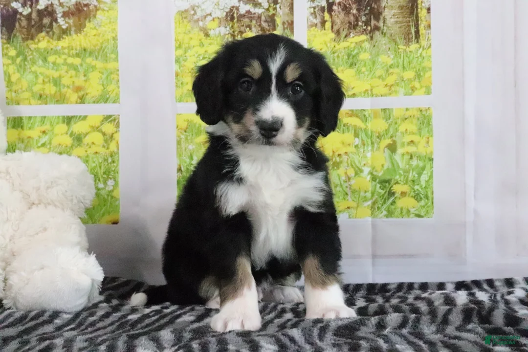 Mini Bernedoodle dogs for sale: Reese - Ad 4