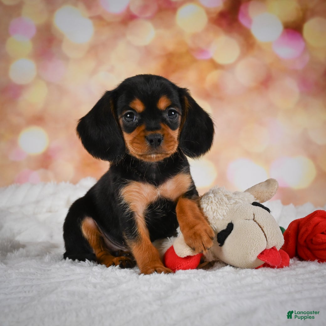 Beaglier dogs Barry - Ad 2