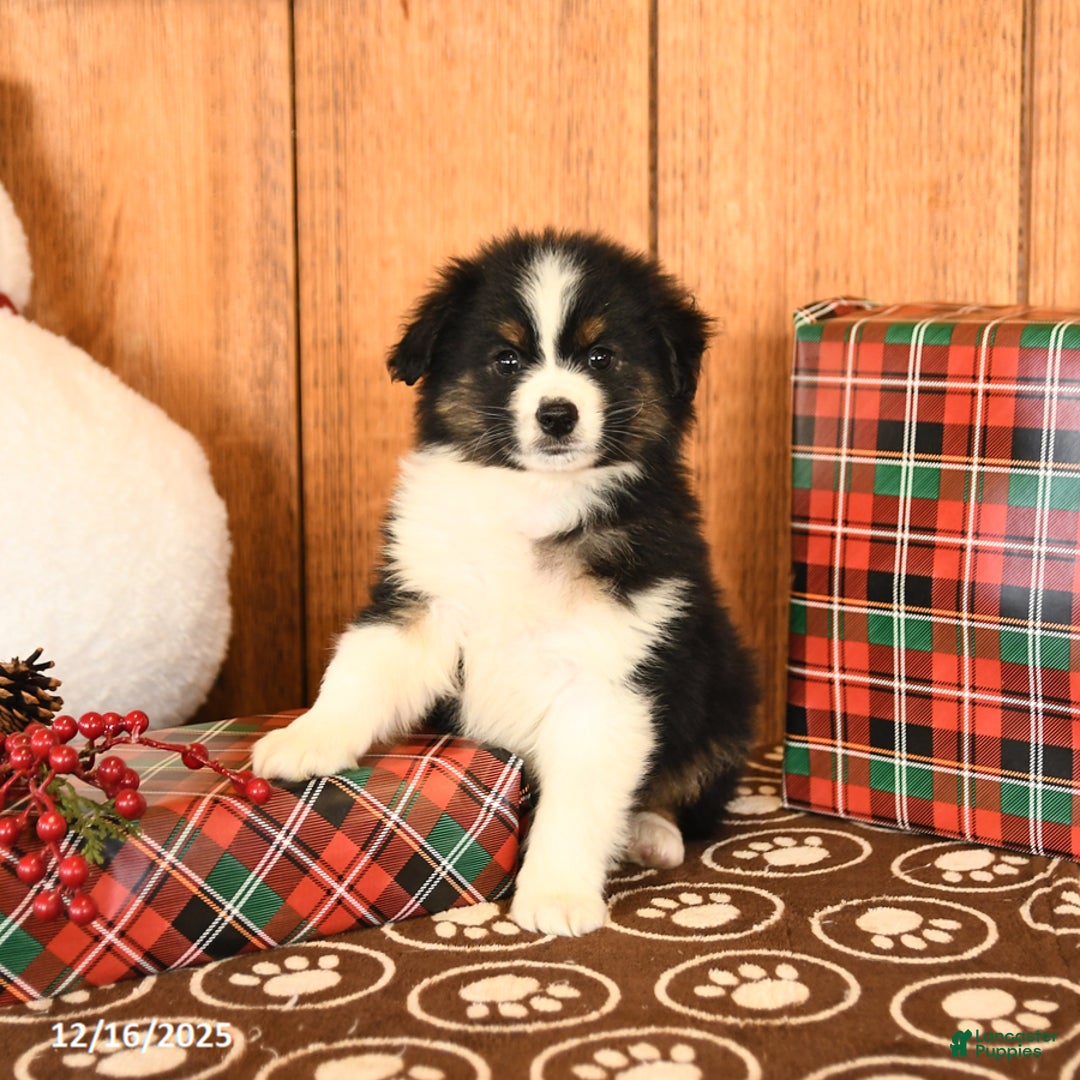 Miniature Australian Shepherd dogs for sale: Jericho - Ad 1