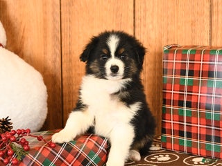 Miniature Australian Shepherd dogs Jericho - Ad 42