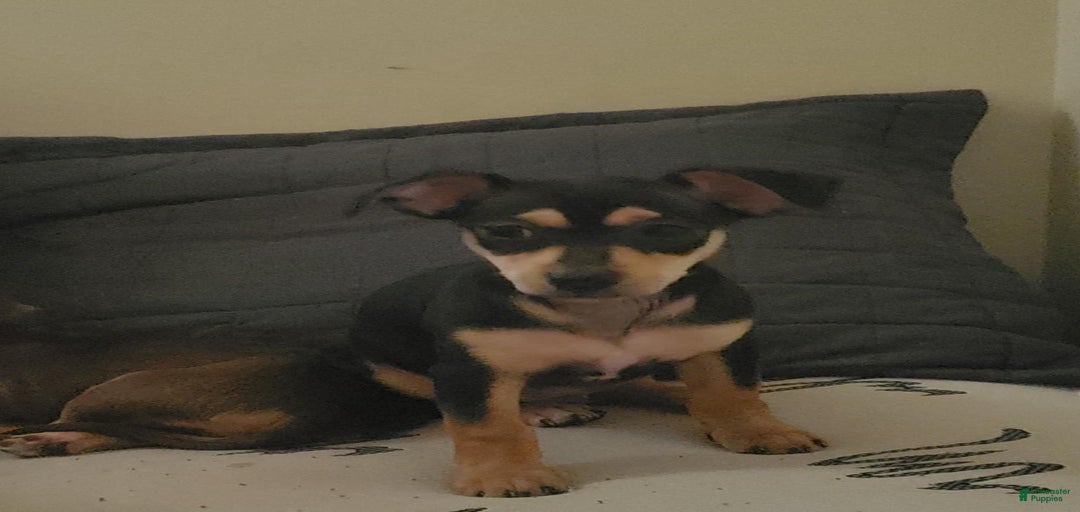 Gallery Image {{count}}