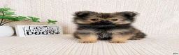 Pomeranian dogs for sale: Bear - Ad 2