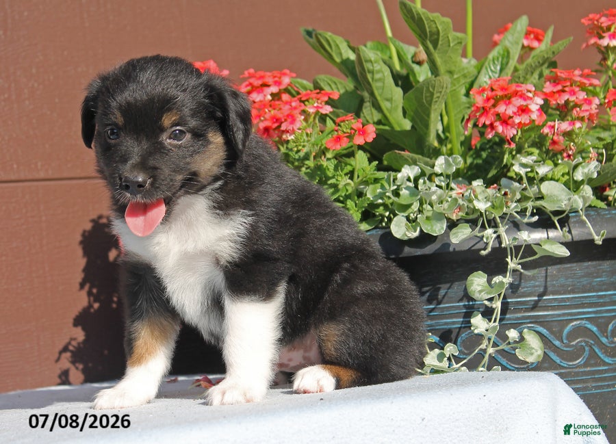 Miniature Australian Shepherd dogs Alex - Ad 2