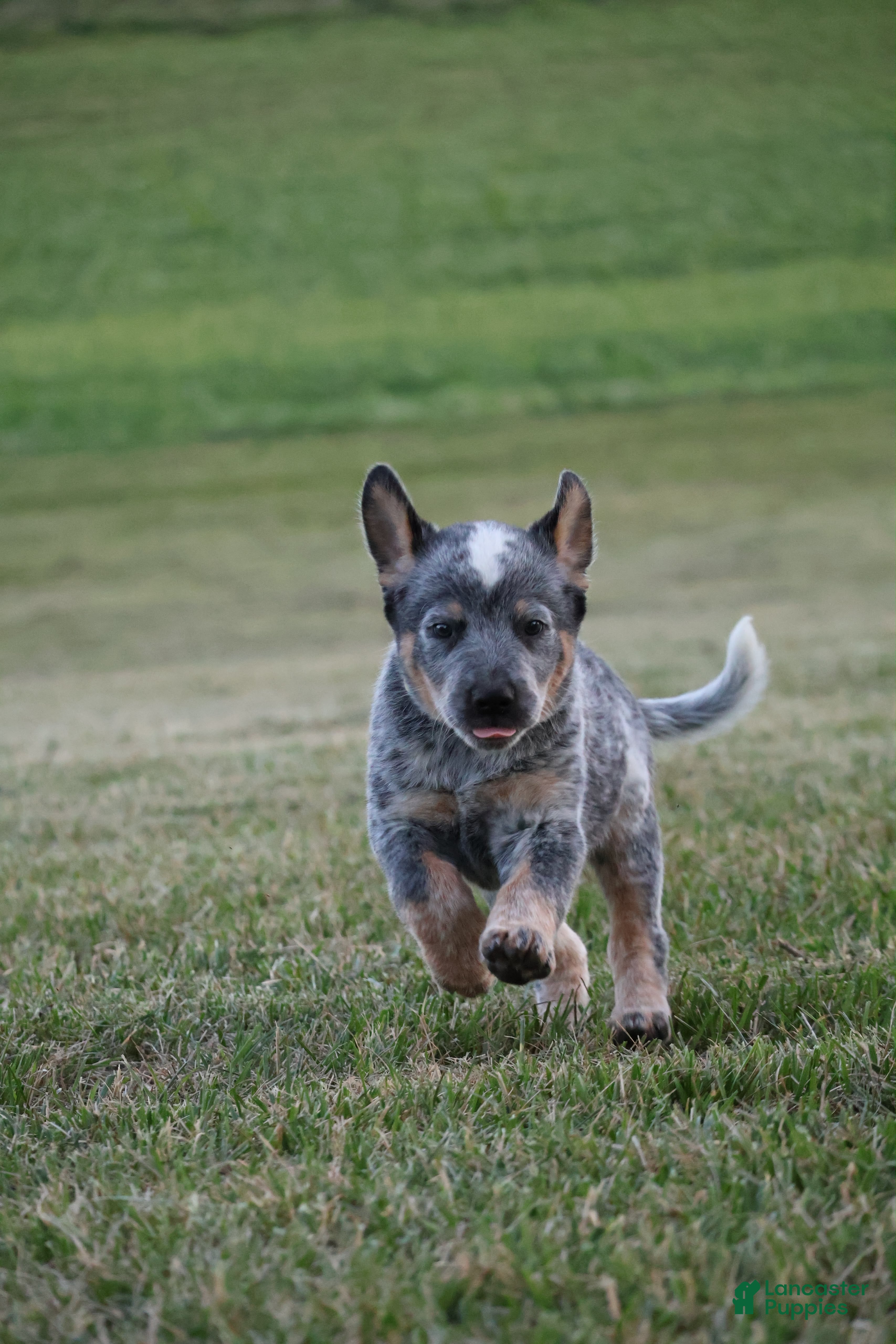 Australian Cattle Dog dogs Cooper - Ad 2