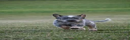 Australian Cattle Dog dogs for sale: Cooper - Ad 2