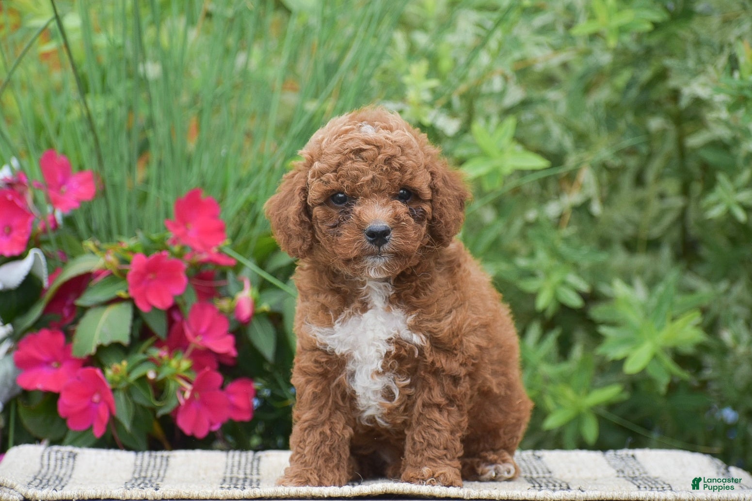 Miniature Poodle dogs for sale: Lewis - Ad 3