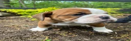 English Bulldog dogs for sale: Beauty - Ad 10