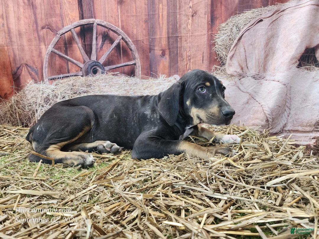 Catahoula Leopard Dog dogs for sale: JJ 2025 Female 1 "Mittens" - Ad 7