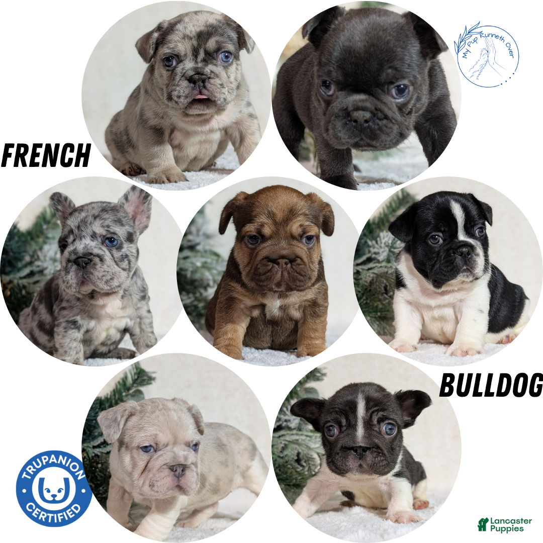 French Bulldog dogs for sale: Tiana - Ad 14