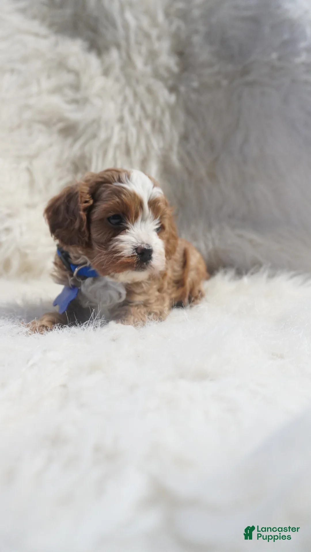 Cavapoo dogs for sale: Slater - Ad 3
