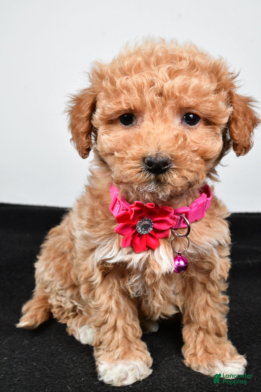 Maltipoo dogs for sale: Sally - Ad 7