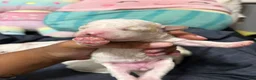 Mixed Breed dogs for sale: Mixed Breed  - Ad 2
