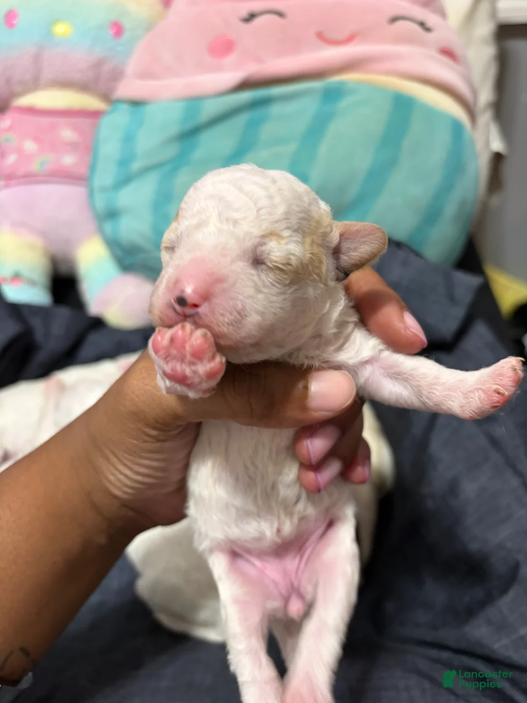 Mixed Breed dogs for sale: Mixed Breed  - Ad 2