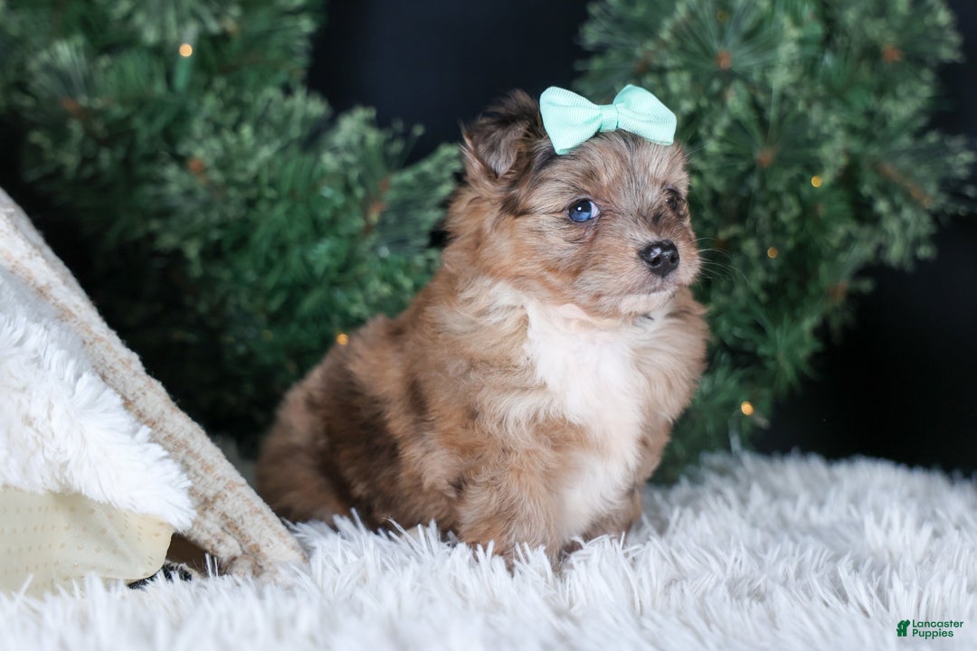 Mini Aussiedoodle dogs for sale: Gunner - Ad 20