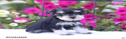 Miniature Schnauzer dogs for sale: Carmel - Ad 3
