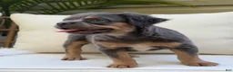 French Bulldog dogs for sale: Cash - Ad 5