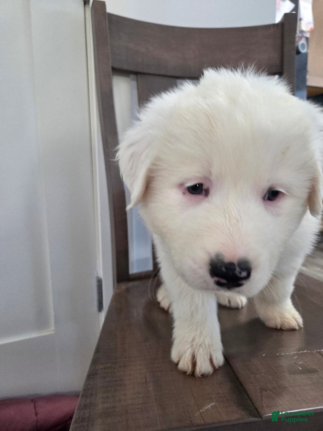 Great Pyrenees dogs for sale: Blizzard - Ad 2