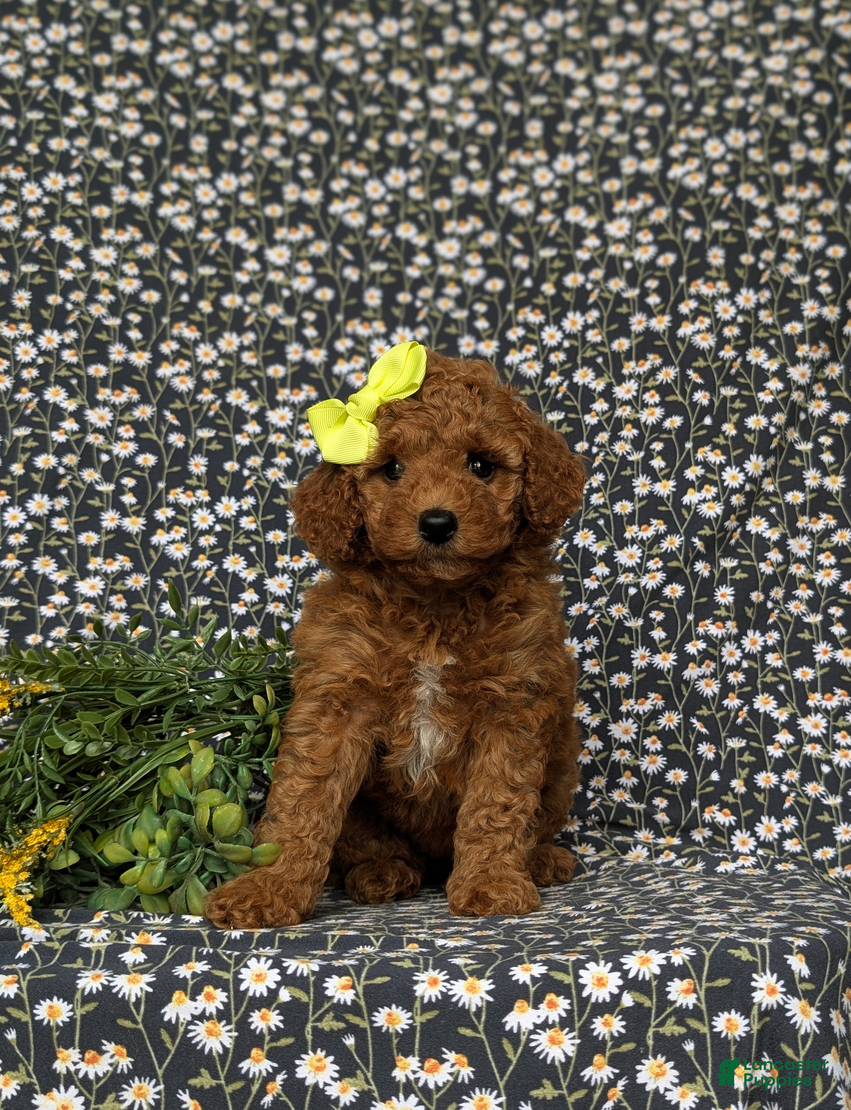 Miniature Labradoodle dogs Whitney Hypoallergenic - Ad 2