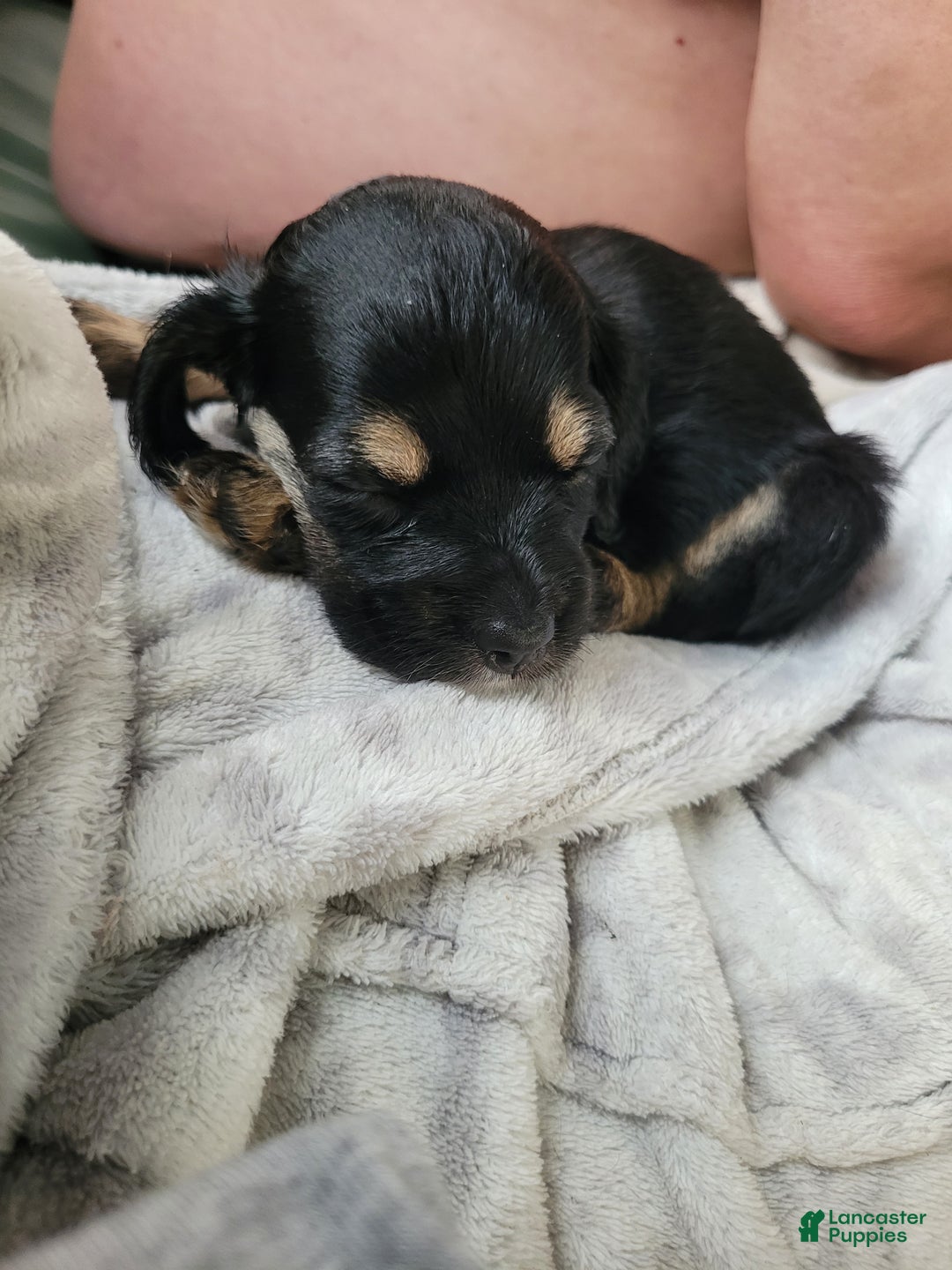 Cocker Spaniel dogs for sale: Pink collar Girl  - Ad 6