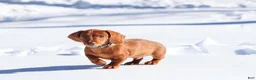 Dachshund dogs for sale: Harley - Ad 11
