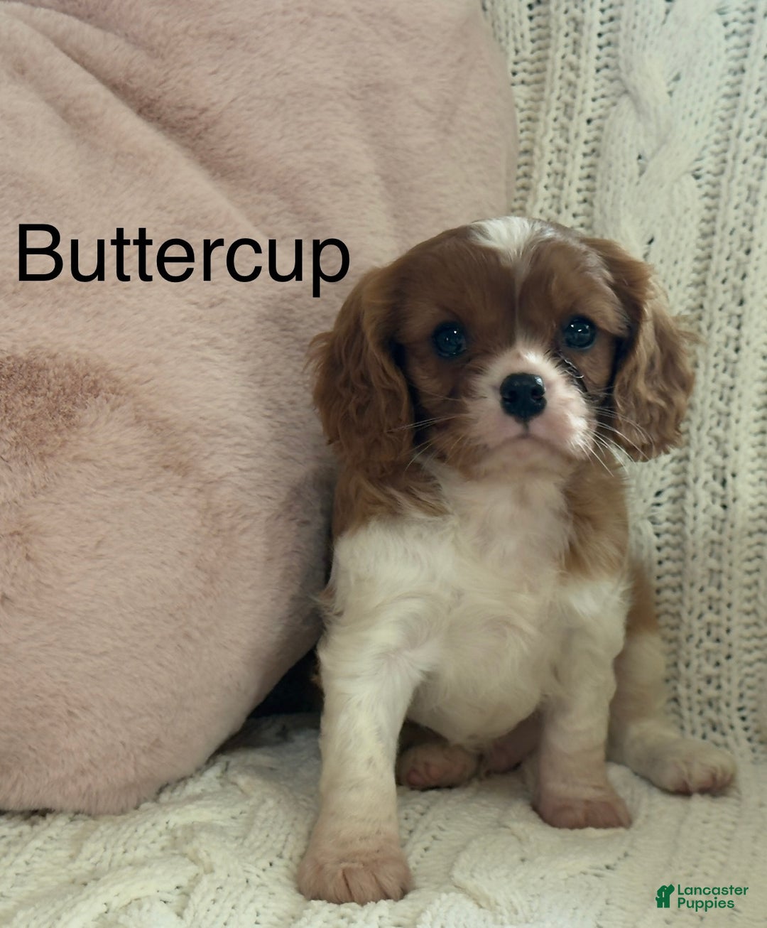 Cavalier King Charles Spaniel dogs for sale: Buttercup - Ad 5