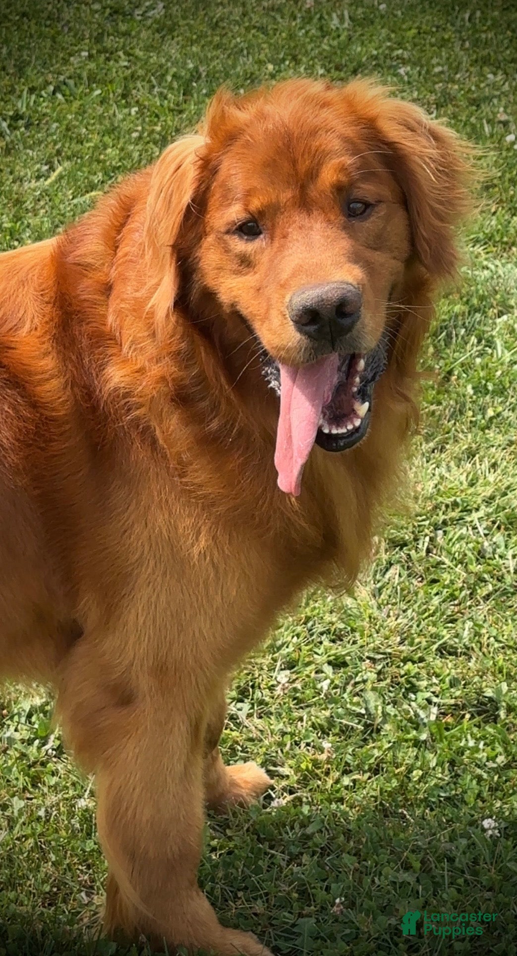 Golden Retriever dogs Kinser - Ad 4