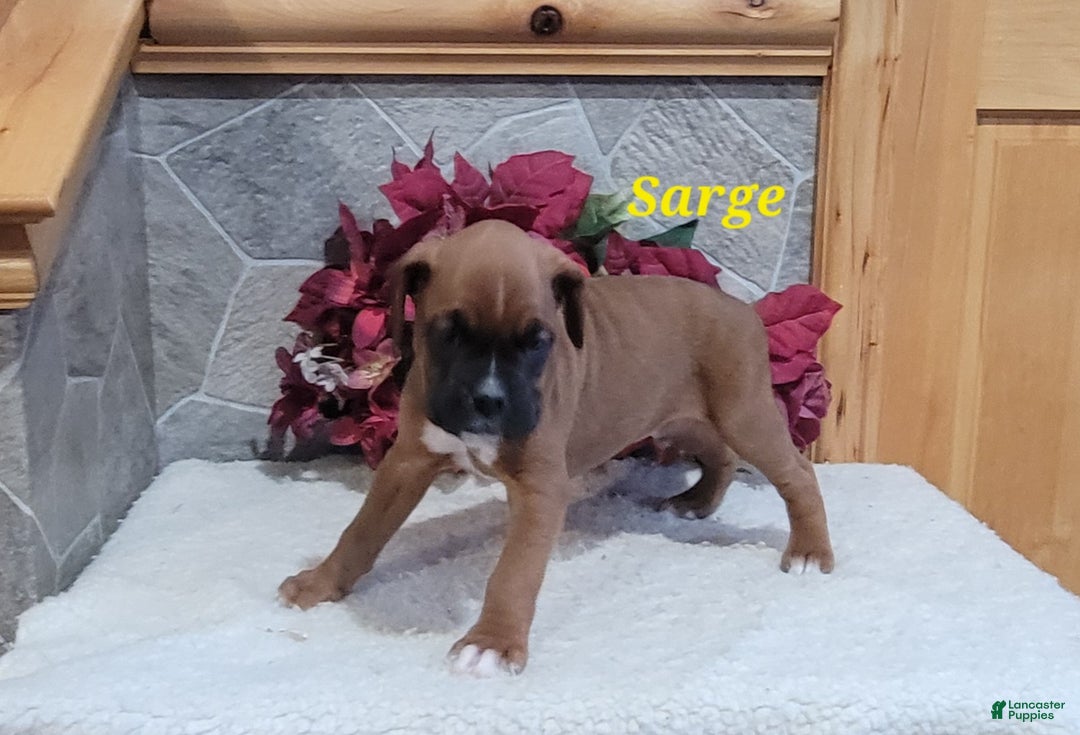 Boxer dogs for sale: Sarge - Ad 4