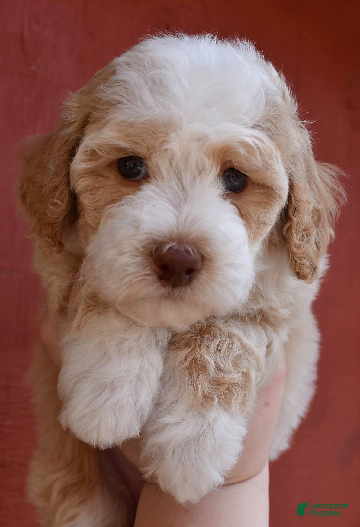 Miniature Poodle dogs Cinderella - AKC Mini Poodle - Ad 5