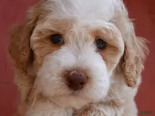 Miniature Poodle dogs Cinderella - AKC Mini Poodle - Ad 5