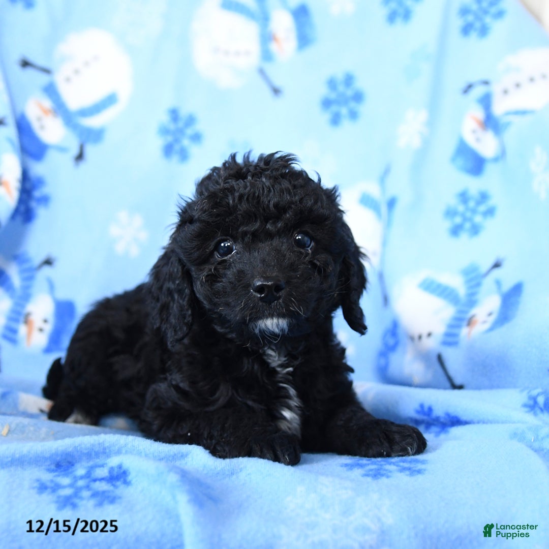 Cavapoo dogs for sale: Gopher - Ad 3