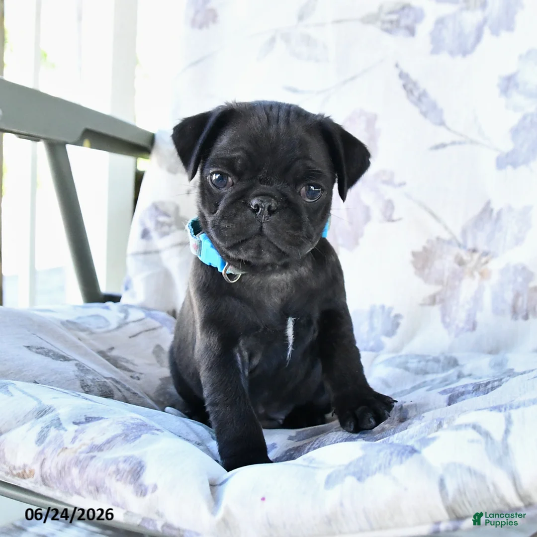 Pug dogs for sale: Matthew - Ad 1