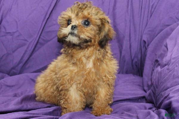 Shihpoo dogs Peanut - Ad 10