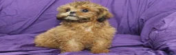 Shihpoo dogs for sale: Peanut - Ad 1