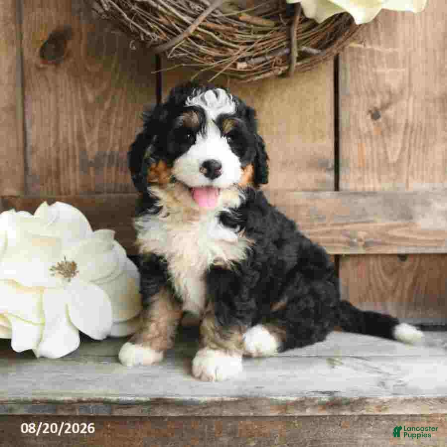Mini Bernedoodle dogs Daisy - Ad 1