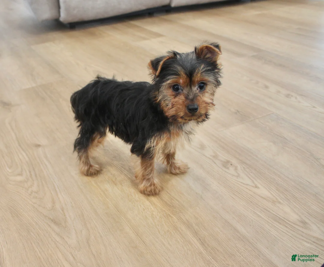 Yorkshire Terrier dogs for sale: Peaches - Ad 6