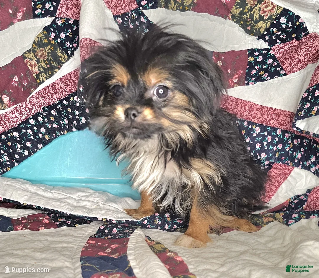 Mixed Breed dogs for sale: Ira Gershwin [Peke + Yorkie] - Ad 4