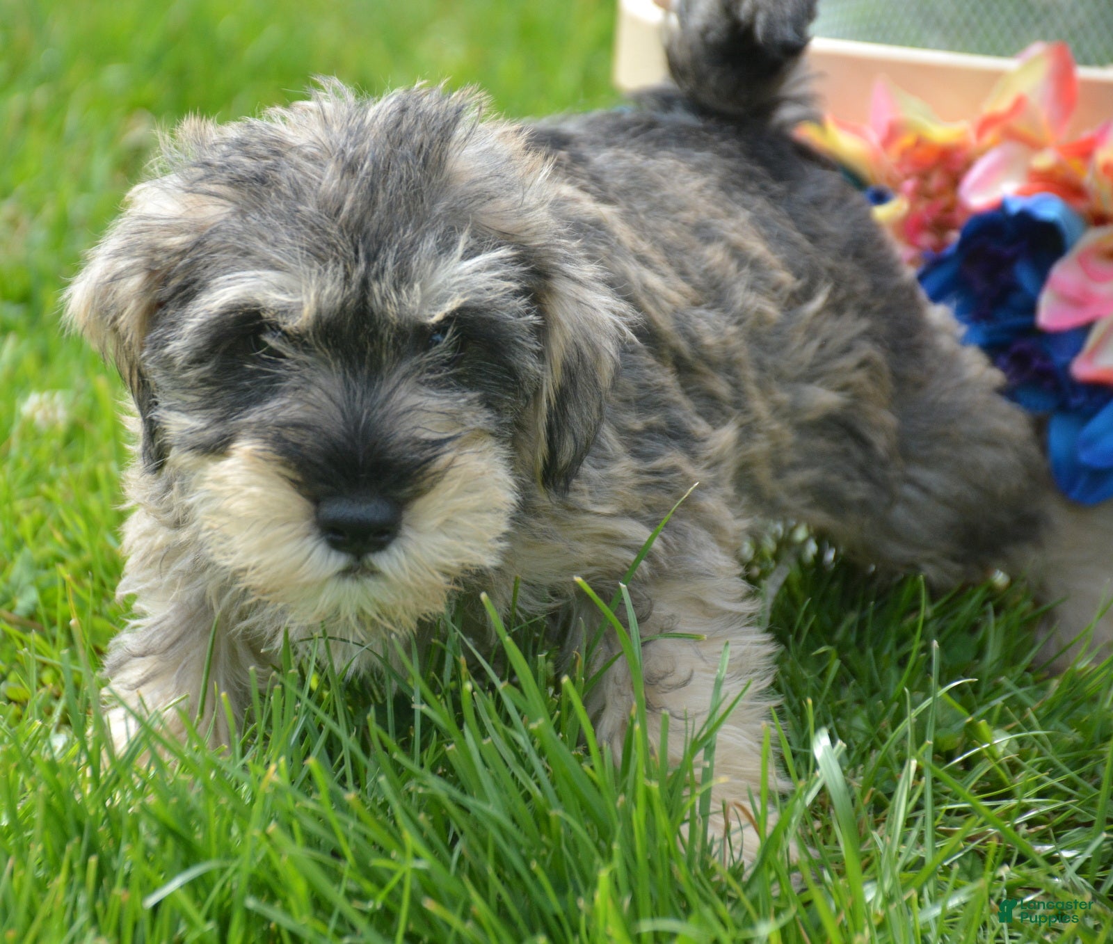 Miniature Schnauzer dogs Miniature Schnauzer Marty - Ad 37